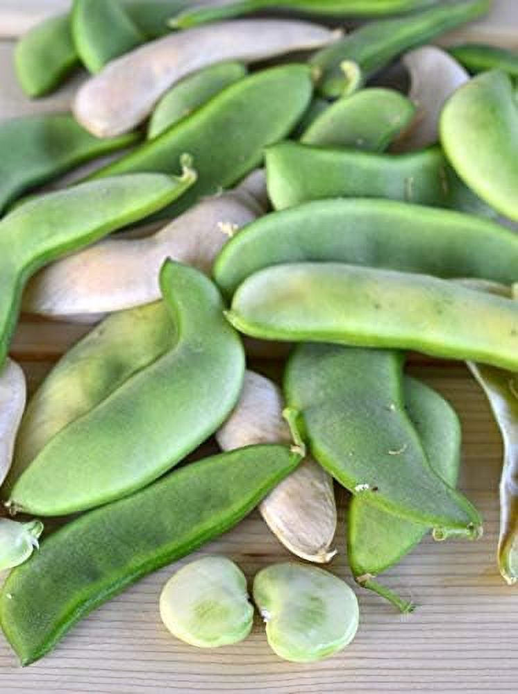Henderson Bush, Lima Bean Seeds