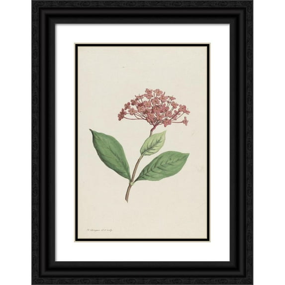 Hendrik Schwegman 11x14 Black Ornate Wood Framed Double Matted Museum Art Print Titled: Pauwenkers (IXora Coccinea) (1793)