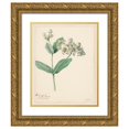 thumbnail image 1 of Hendrik Schwegman 12x14 Gold Ornate Wood Frame and Double Matted Museum Art Print Titled - Calotropis (1803-07-20), 1 of 4