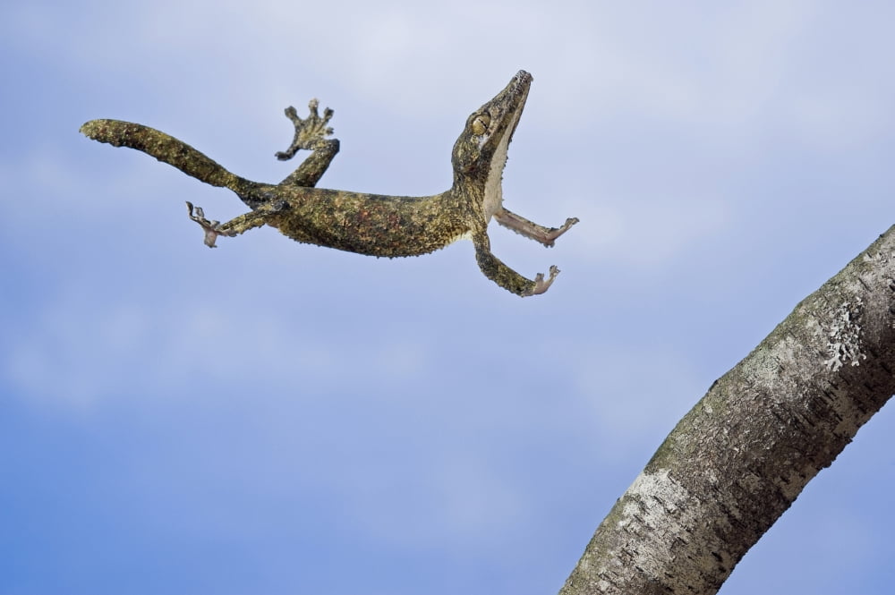 Henkels leaf-tailed gecko in mid leap Madagascar Canvas Art - Thomas Kitchin & Victoria Hurst Design Pics (17 x 11)