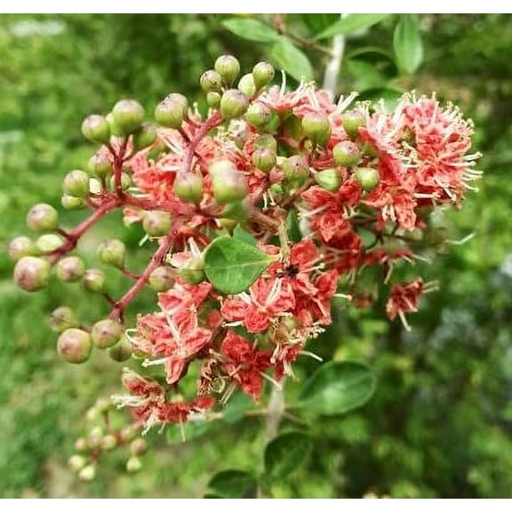 CZ Grain 30 Lawsonia Inermis Plant Seeds, Fragrant Flowering Shrub