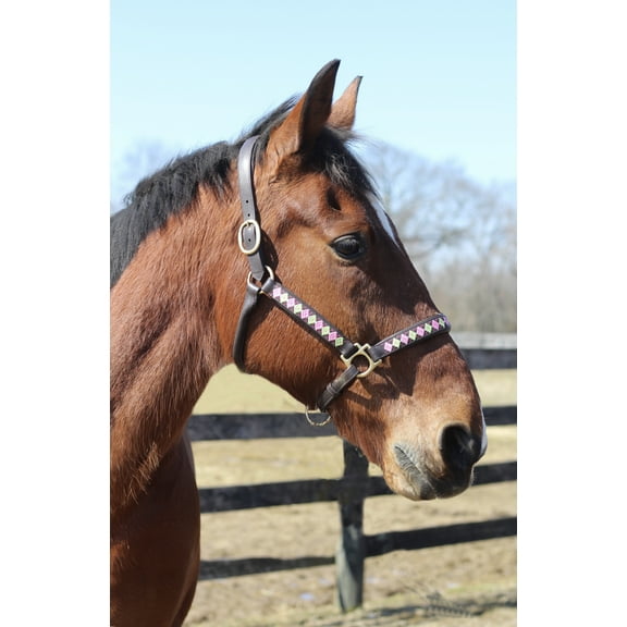 Henri de Rivel Buffy Embroidered Leather Halter - Oversize Havana