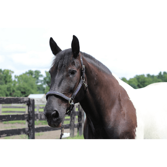 Henri de Rivel Padded Jewel Halter