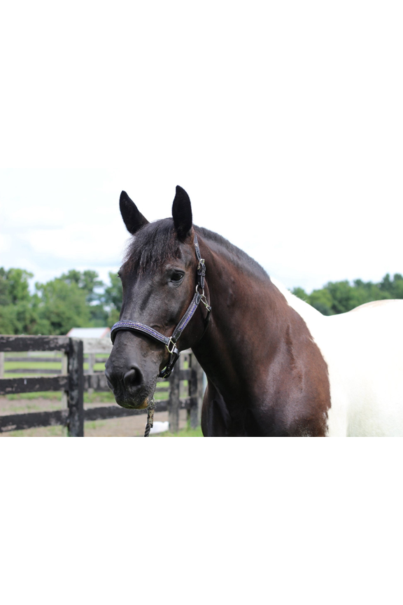 Henri de Rivel Padded Jewel Halter