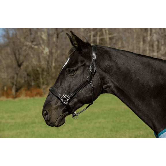 Henri de Rivel Pro Fancy Padded Rolled Throat Triple Stitched Halter Black Horse
