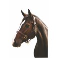 thumbnail image 1 of Henri de Rivel Pro Fancy Padded Rolled Throat Triple Stitched Halter Black Oversize, 1 of 6