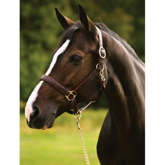 Henri de Rivel Pro Fancy Padded Rolled Throat Triple Stitched Halter