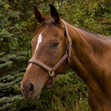 Henri de Rivel Vegan-X Leather Halter - Oakbark - Oversize
