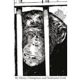 thumbnail image 1 of Henry Chimpman: The Complete Saga Paperback 1548394947 9781548394943 Nathaniel Gold, Henry Chimpman, 1 of 1