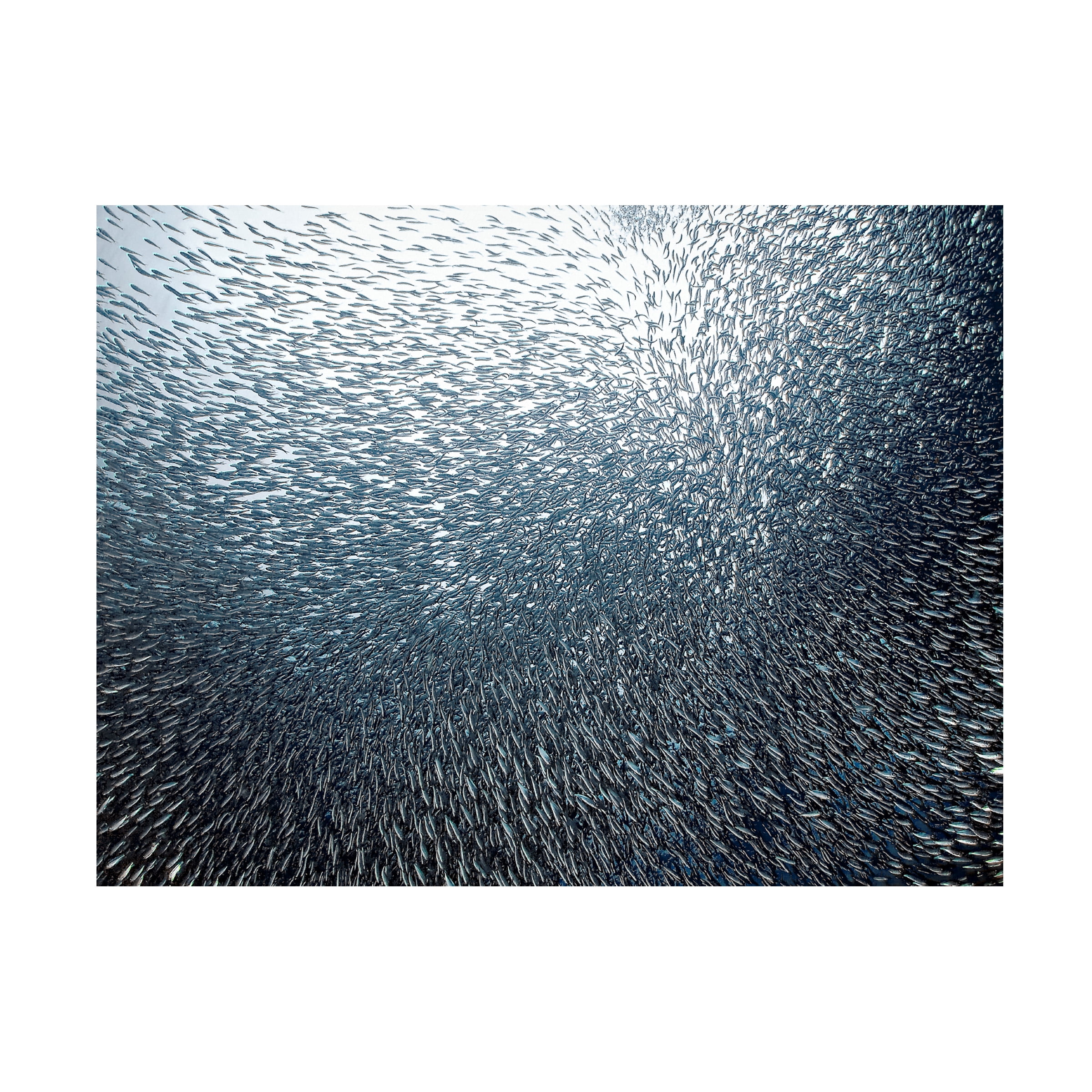Henry Jager 'Sardines Firework' Canvas Art