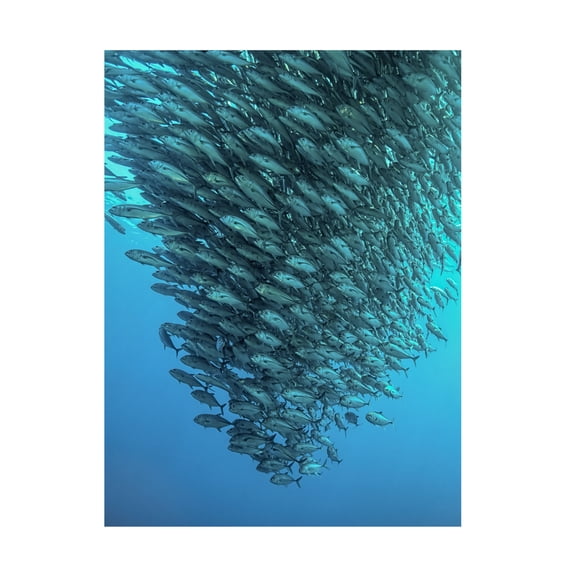 Henry Jager 'Schooling Jackfishes' Canvas Art