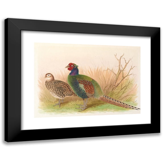 Henry Jones 18x14 Black Modern Framed Museum Art Print Titled - Green Japanese Pheasant (1918-1922)