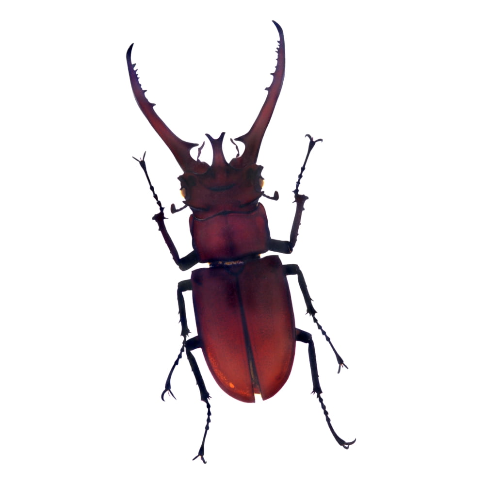 Henry Lin Beetle Canvas Art - Henry Lin Design Pics (17 x 17)