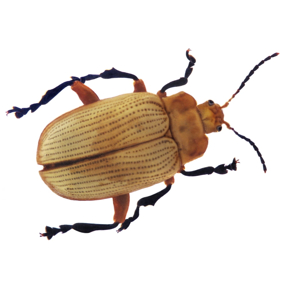 Henry Lin Beetle Canvas Art - Henry Lin Design Pics (24 x 24)