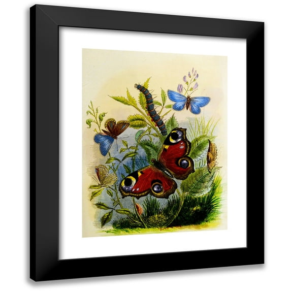 Henry Noel Humphreys 12x14 Black Modern Framed Museum Art Print Titled - The Butterfly Vivarium or Insect Home Pl 1 (1858)