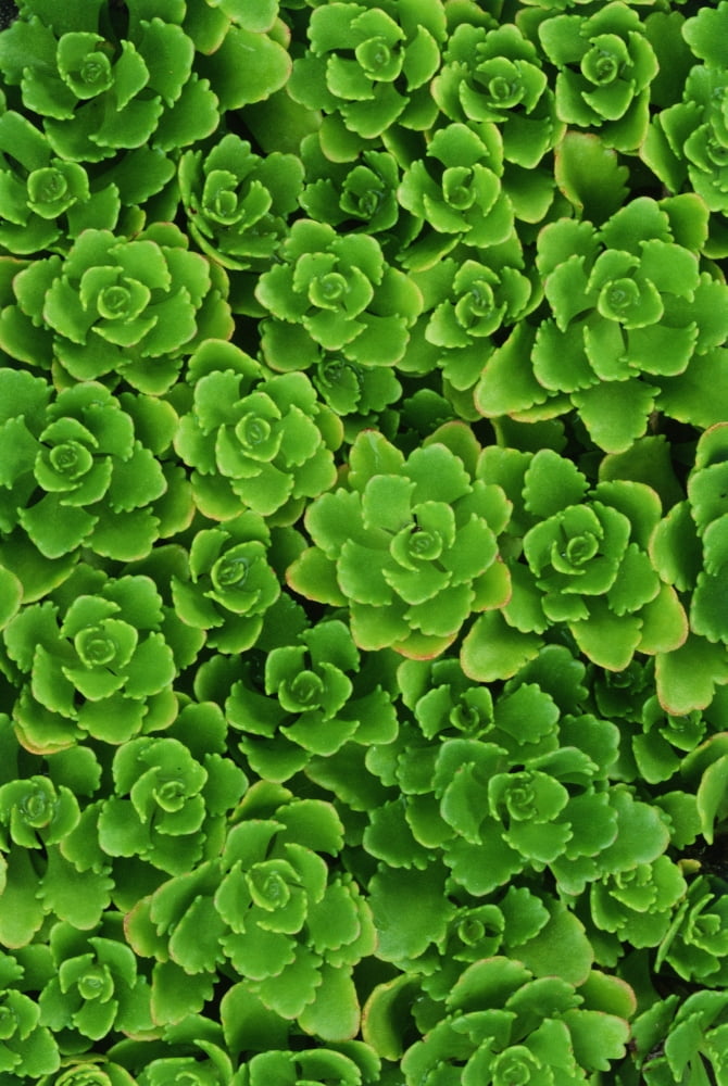 Hens And Chicks Plants (Sempervivum Tectorum) Canvas Art - Mike Grandmaison Design Pics (24 x 36)