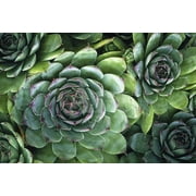 Hens And Chicks Succulents, Botanical Unframed Photographic Print Wall Art by Kaj Svensson Sold by ArtCom