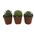 thumbnail image 1 of Hens & Chicks - 3 Different Plants - Sempervivum - Great House Plant - 2" Pots, 1 of 3