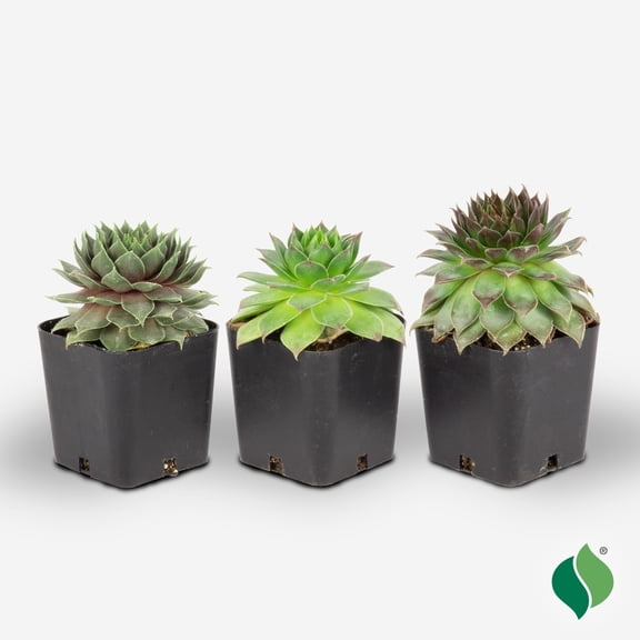 Hens & Chicks 3pk