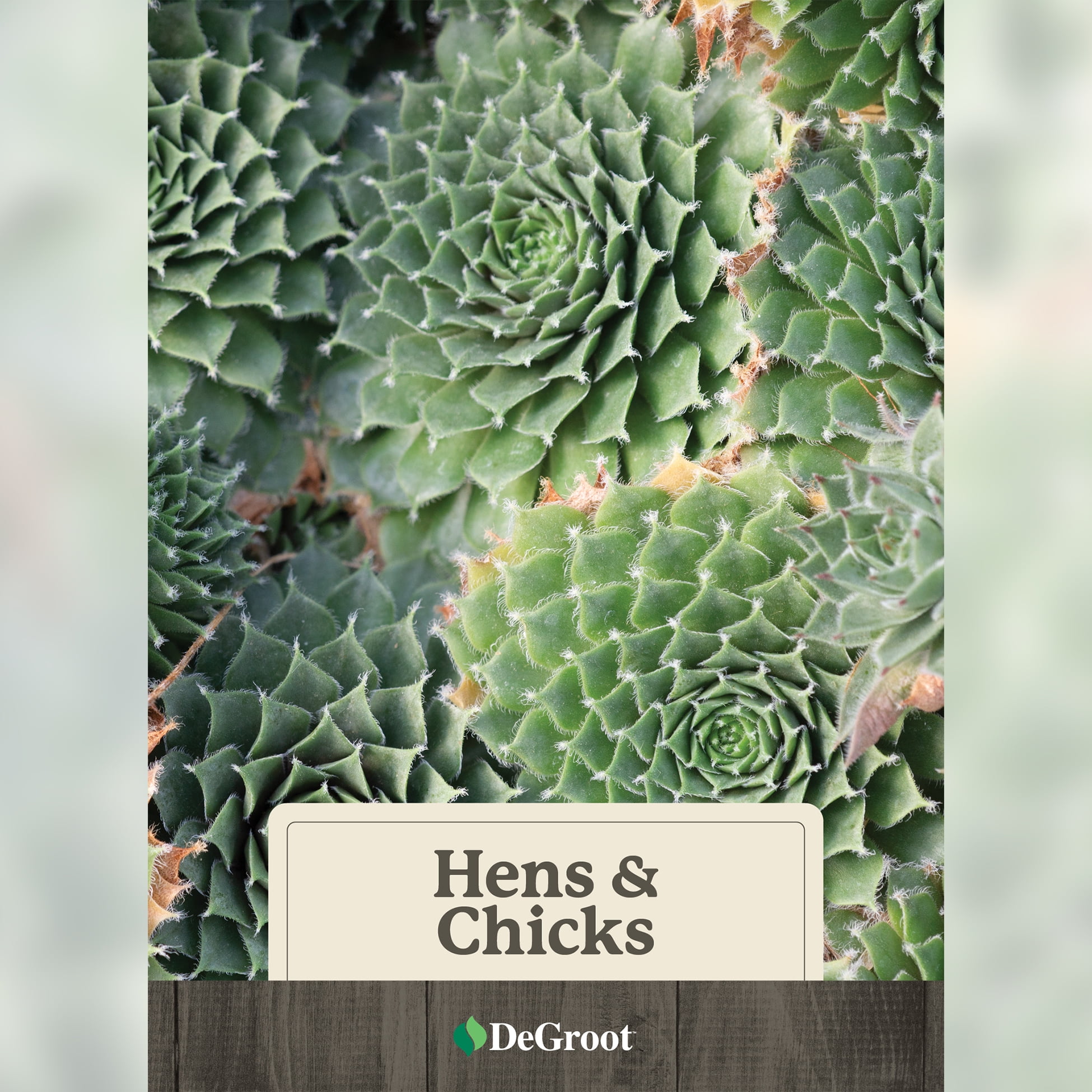 Expert Gardener Hens N Chicks Succule...