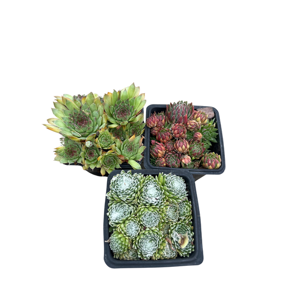 Hens & Chicks Collection 3 Live Plants -Sempervivum - Indoors or Out - 3" Pots