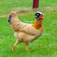 thumbnail image 1 of Hens Helmet Chicken Pet Safety Helmet Funny Bird Hens Hat Headwear Small Pet Hard Hat Costumes Accessories for Chicken Bird Parrot Parakeet(Black), 1 of 5