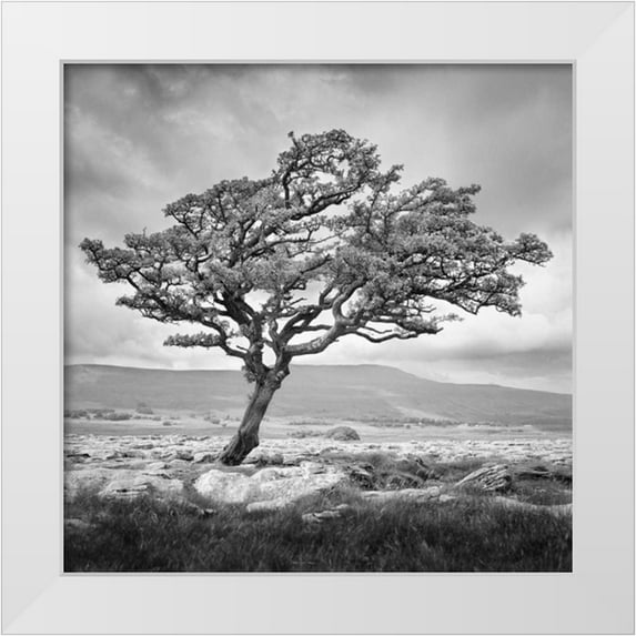 Henson, Martin 20x20 White Modern Wood Framed Museum Art Print Titled - Reaching Upwards