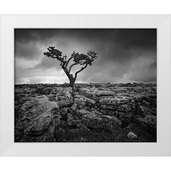 Henson, Martin 24x20 White Modern Wood Framed Museum Art Print Titled - Pavement and Tree II