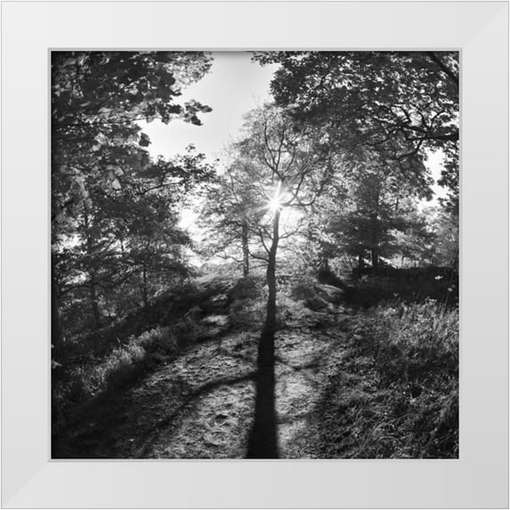 Henson, Martin 26x26 White Modern Wood Framed Museum Art Print Titled - Woodland Tones I