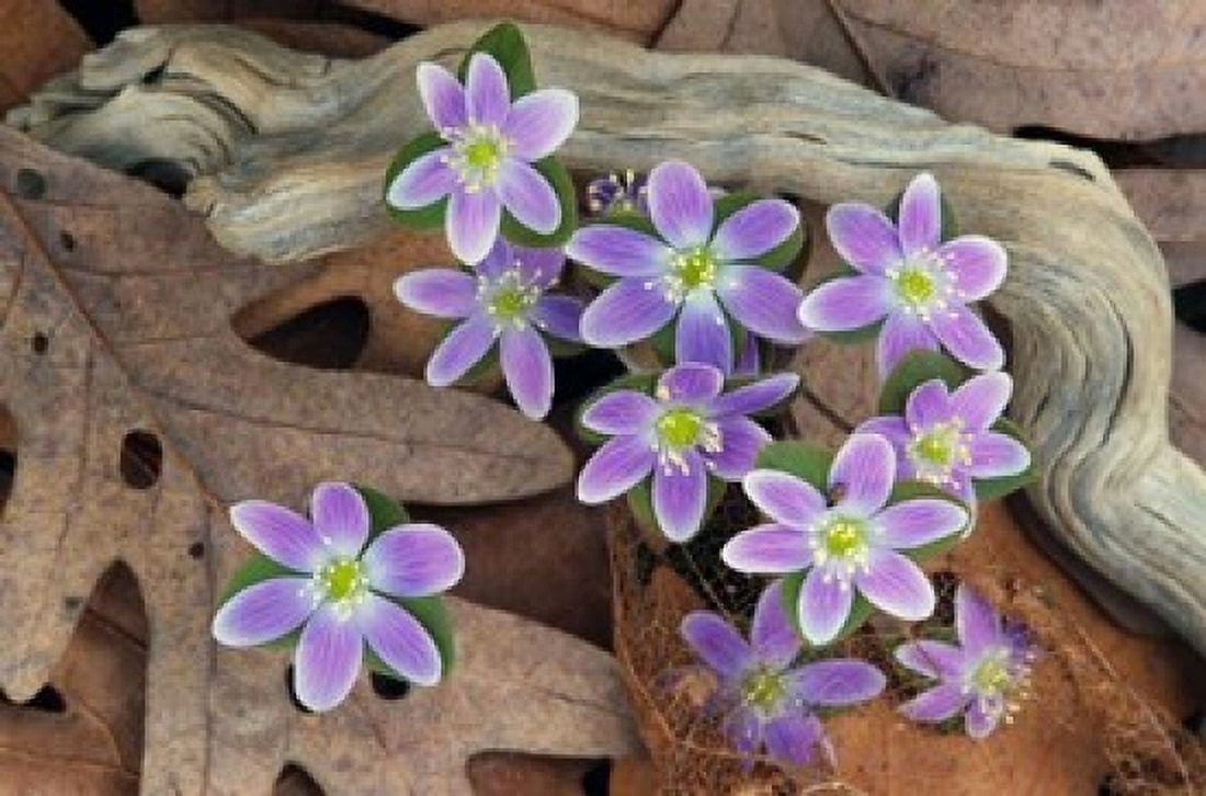 Hepatica Flowers Michigan Canvas Art - Panoramic Images (19 x 12)