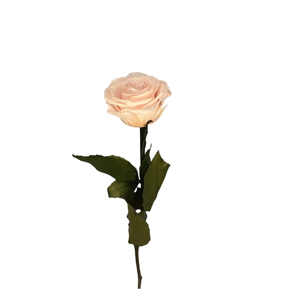 Herablooms Pink Preserved Rose Stem (Real Rose)