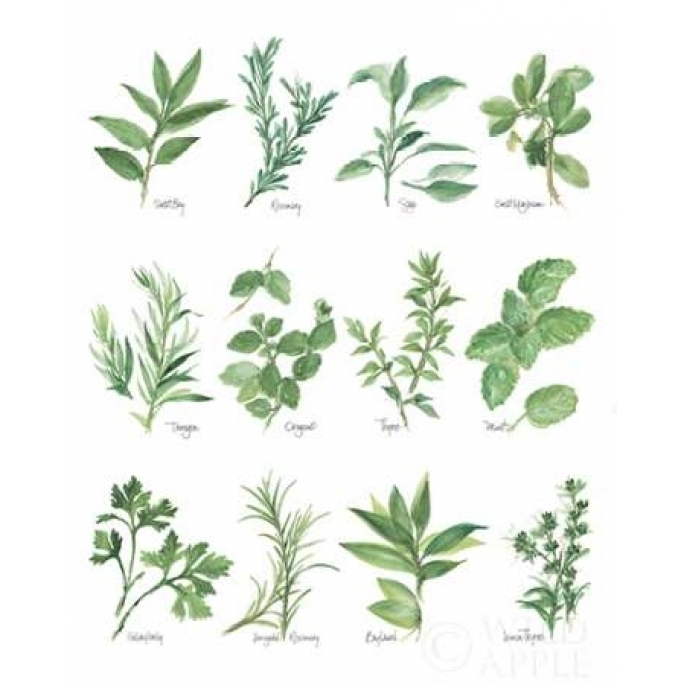 Herb Chart Poster Print by Chris Paschke