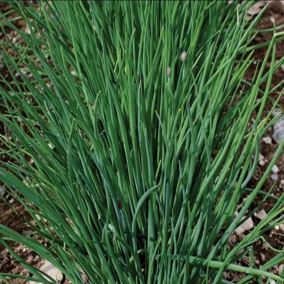 PAPAW'S GARDEN SUPPLY LLC. HELPING THE NEXT GENERATION GROW! 1 Pack Common Chive 1 Pack 250 Seed Ct.
