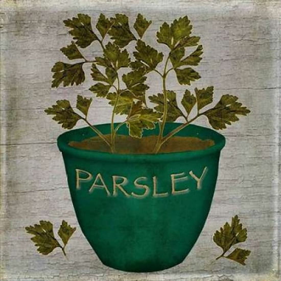 Herb Parsley Canvas Art - Beth Albert (24 x 24)