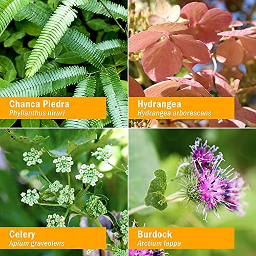 Herb Pharm Stone Breaker (Chanca Piedra) Compound Liquid for Urinary