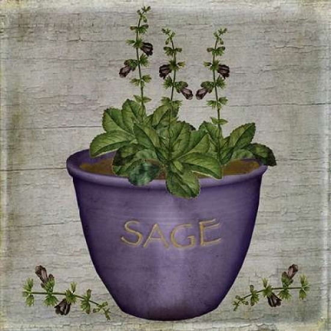 Herb Sage Canvas Art - Beth Albert (24 x 24)