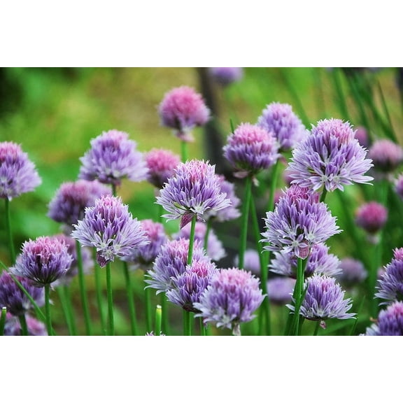 Herb Seeds -100 Heirloom Chive Seeds -Chives