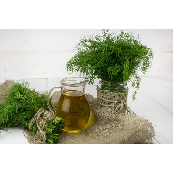 Herb Seeds - 50 Dill Seeds -Aromatic Herb- All Natural Seeds - Grow Indoors or Out