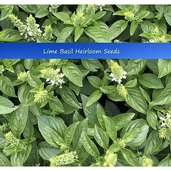 Herb Seeds-Lime Basil- 100 Heirloom Seeds! All Natural-Aromatic Lime Herb - Asian Dish Specialty- Indoors or Out - Seed Pack