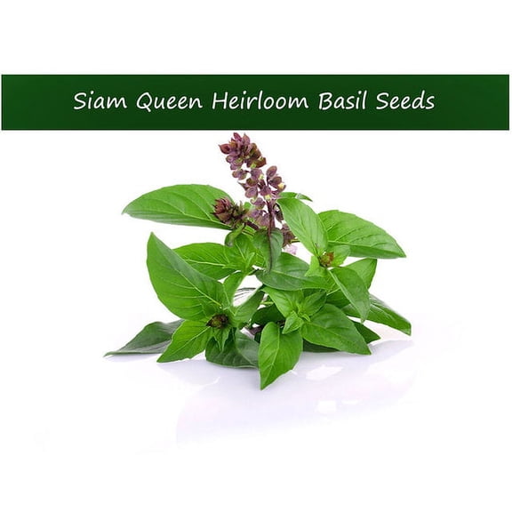 Herb Seeds - Siam Queen Basil-100 Heirloom Garden Herb Seeds! Aromatic - Spectacular in Recipes!