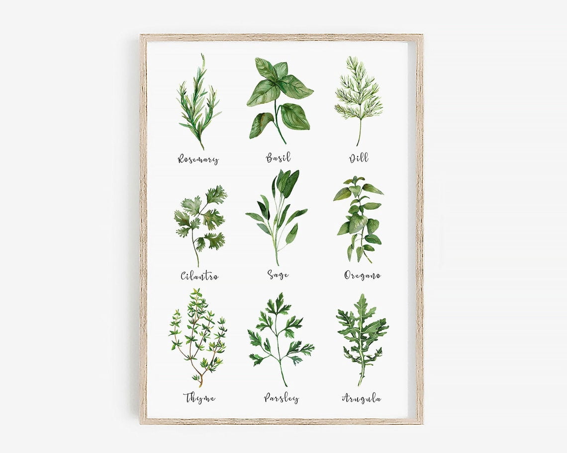 Herb Set Prints, Oregano Sage Rosemary Basil Botanical Kitchen Wall Art ...