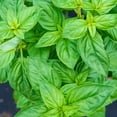 thumbnail image 1 of Herb Sweet Basil Seeds, 1 of 1