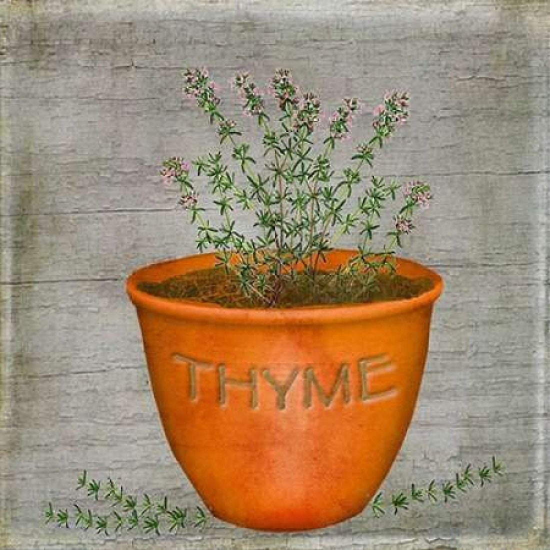 Herb Thyme Canvas Art - Beth Albert (24 x 24)