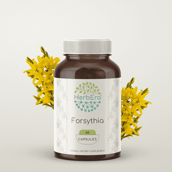 HerbEra Forsythia Capsules, Herbal Dietary Supplement for Immune Support, Forsythia (Lian Qiao, Forsythia Suspensa) Dried Fruit Capsules, Natural, 60 Capsules