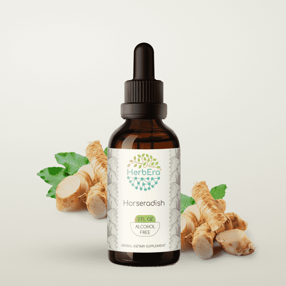 HerbEra Horseradish Tincture, Herbal Dietary Supplement for Digestive Support, Horseradish (Armoracia rusticana) Dried Root Extract, Natural, Alcohol-Free, Drops 2 oz