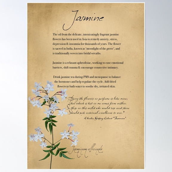 Herbal Apothecary: Jasmine Poster Wall Art, Modern Wall Decor For Living Room Bedroom, 8x12 UNFRAMED