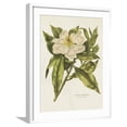 thumbnail image 1 of Art.com Herbal Botanical II Flower Art Print by Wild Apple Portfolio, White Frame Wall Art, 23" x 29", 1 of 5