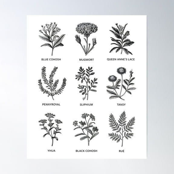 Herbal Vintage Botanical Illustration For Nature Lovers Poster Wall Art, Modern Wall Decor For Living Room Bedroom, 8x12 UNFRAMED