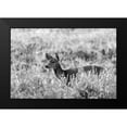 thumbnail image 1 of Herbert, Neal 14x11 Black Modern Framed Museum Art Print Titled - Mule Deer, Mammoth Hot Springs, Yellowstone National Park, 1 of 4