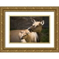 thumbnail image 1 of Herbert, Neal 14x11 Gold Ornate Wood Framed with Double Matting Museum Art Print Titled - Cow and Calf Elk, Yellowstone National Park, 1 of 4